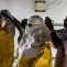 Ebola kHUB  1240x698@abc